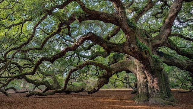 árbol corazon aventura amazonia.jpg